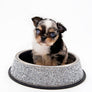 Alma Micro Blue Merle Boy