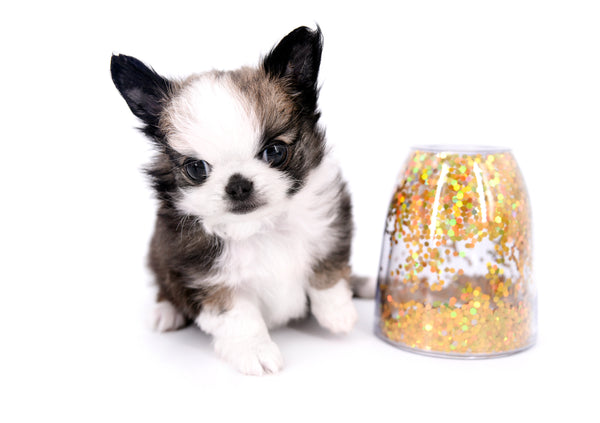 Extreme Short Muzzle Puppies