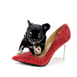 “Rare Find: Irla – Beautiful, Fully Grown, and Unbelievably Small!”