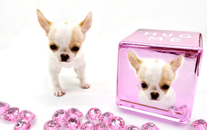 “Introducing Mila – The Ultra-Rare Cloned Program Puppy No One Else Can Offer!”