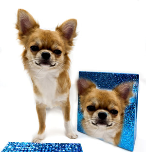 “Presenting Nova Boy– The World’s First Exclusive Cloned Program Teacup Puppy!”