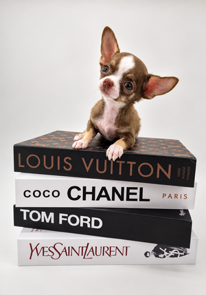 Romeo Micro Chocolate Boy