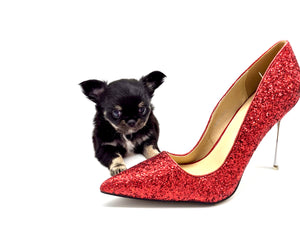 “Rare Find: Irla – Beautiful, Fully Grown, and Unbelievably Small!”