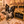 “Rare Find: Isla – Beautiful, Fully Grown, and Unbelievably Small!”