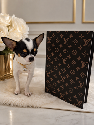 “Luciano Is Here – Ultra-Rare, Fully Grown Teacup Chihuahua Beauty 🐾”