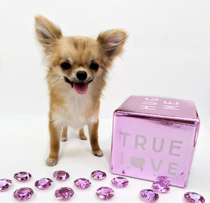 “Meet Bell –  3lbs Micro The World’s First Ultra-Rare Teacup Puppy You’ll Never Find Again!”