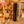 “Presenting Nova Boy– The World’s First Exclusive Cloned Program Teacup Puppy!”