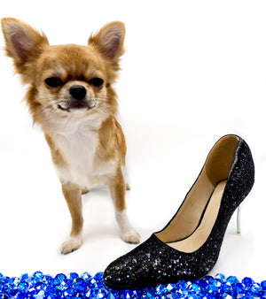 “Presenting Nova Boy– The World’s First Exclusive Cloned Program Teacup Puppy!”