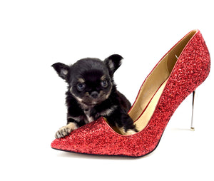 “Rare Find: Irla – Beautiful, Fully Grown, and Unbelievably Small!”