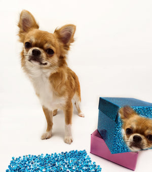 “Presenting Nova Boy– The World’s First Exclusive Cloned Program Teacup Puppy!”