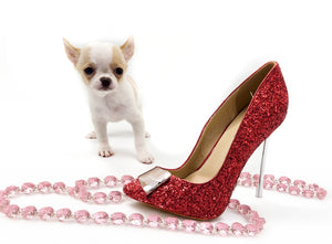 “Introducing Mila – The Ultra-Rare Cloned Program Puppy No One Else Can Offer!”