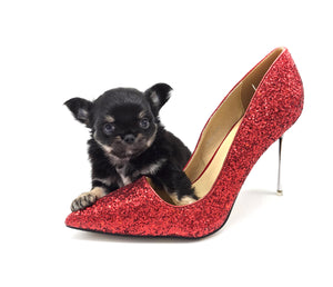 “Rare Find: Irla – Beautiful, Fully Grown, and Unbelievably Small!”