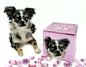 “Rare Find: Isla – Beautiful, Fully Grown, and Unbelievably Small!”