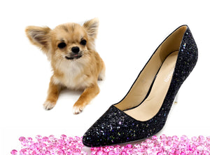 “Meet Bell –  3lbs Micro The World’s First Ultra-Rare Teacup Puppy You’ll Never Find Again!”