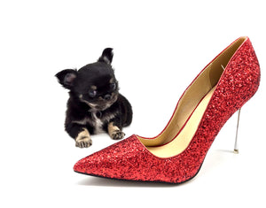 “Rare Find: Irla – Beautiful, Fully Grown, and Unbelievably Small!”