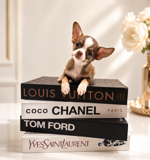 Romeo Micro Chocolate Boy