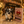 “Rare Find: Isla – Beautiful, Fully Grown, and Unbelievably Small!”