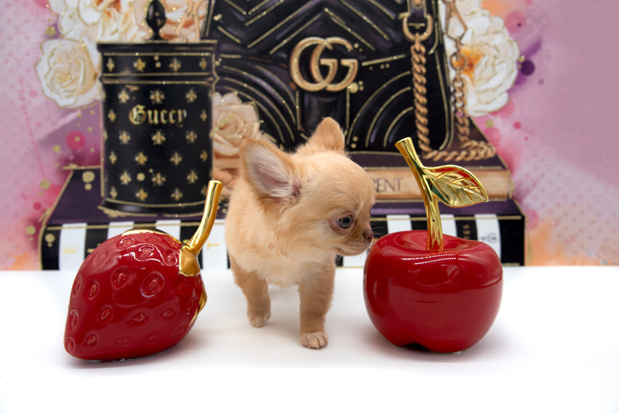 Venezia Red Sable Girl