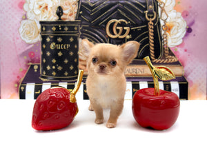 Venezia Red Sable Girl