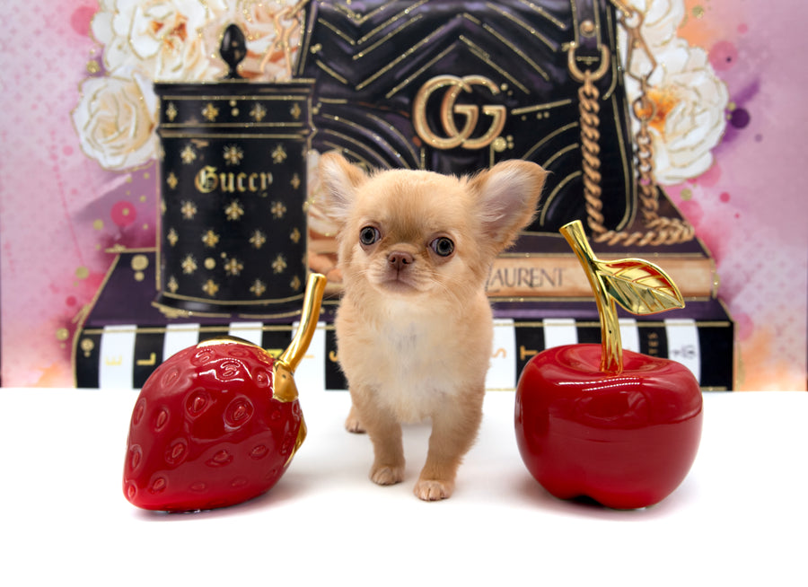 Venezia Red Sable Girl