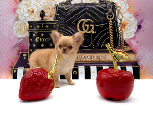 Venezia Red Sable Girl