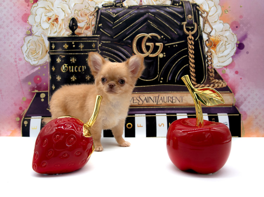 Venezia Red Sable Girl