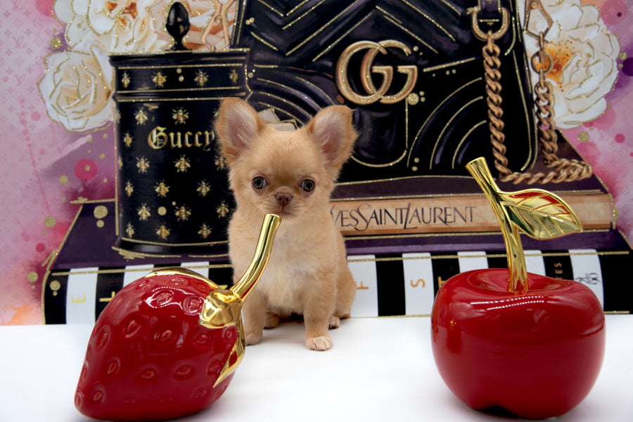 Venezia Red Sable Girl