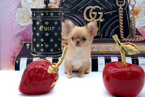 Venezia Red Sable Girl
