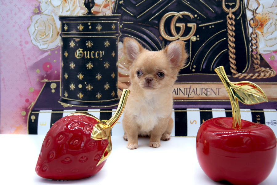 Venezia Red Sable Girl