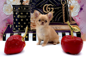 Venezia Red Sable Girl