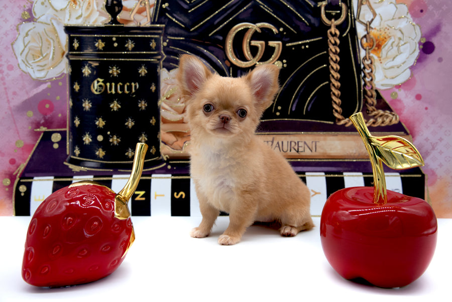 Venezia Red Sable Girl