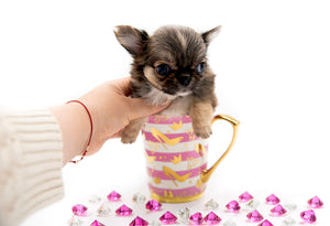 “Meet Zoey – The Future of Puppy Companionship is Here!”