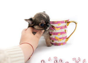 “Meet Zoey – The Future of Puppy Companionship is Here!”