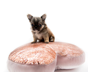 “Meet Zoey – The Future of Puppy Companionship is Here!”