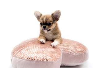 “Presenting Nova Boy– The World’s First Exclusive Cloned Program Teacup Puppy!”