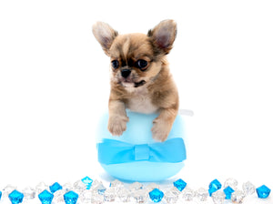 “Presenting Nova Boy– The World’s First Exclusive Cloned Program Teacup Puppy!”