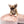 “Presenting Nova Boy– The World’s First Exclusive Cloned Program Teacup Puppy!”