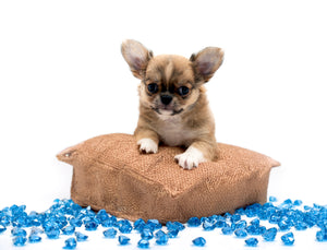 “Presenting Nova Boy– The World’s First Exclusive Cloned Program Teacup Puppy!”