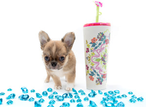 “Presenting Nova Boy– The World’s First Exclusive Cloned Program Teacup Puppy!”