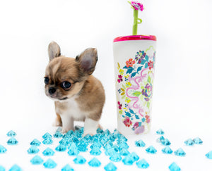 “Presenting Nova Boy– The World’s First Exclusive Cloned Program Teacup Puppy!”