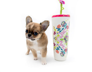 “Presenting Nova Boy– The World’s First Exclusive Cloned Program Teacup Puppy!”
