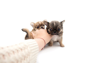 “Meet Zoey – The Future of Puppy Companionship is Here!”