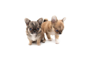 “Meet Zoey – The Future of Puppy Companionship is Here!”