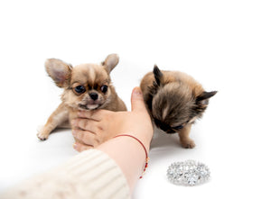 “Meet Zoey – The Future of Puppy Companionship is Here!”