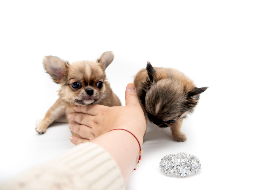 “Meet Zoey – The Future of Puppy Companionship is Here!”