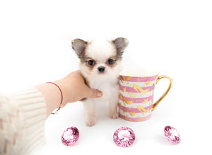 “Introducing Mila – The Ultra-Rare Cloned Program Puppy No One Else Can Offer!”