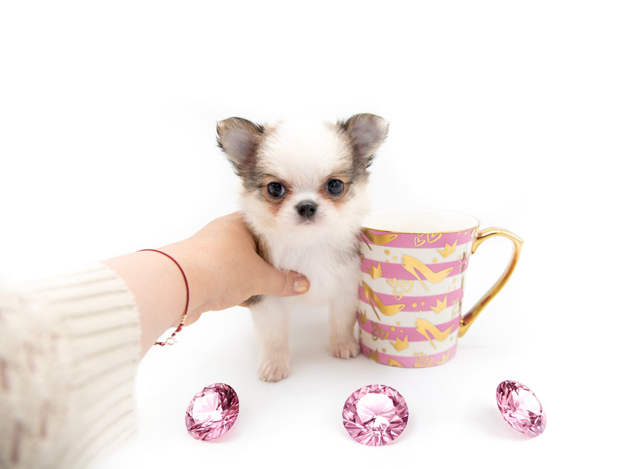 “Introducing Mila – The Ultra-Rare Cloned Program Puppy No One Else Can Offer!”