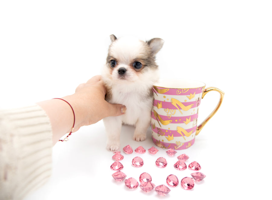 “Introducing Mila – The Ultra-Rare Cloned Program Puppy No One Else Can Offer!”