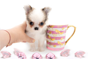 “Introducing Mila – The Ultra-Rare Cloned Program Puppy No One Else Can Offer!”