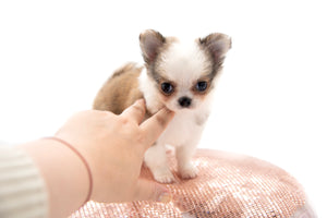 “Introducing Mila – The Ultra-Rare Cloned Program Puppy No One Else Can Offer!”